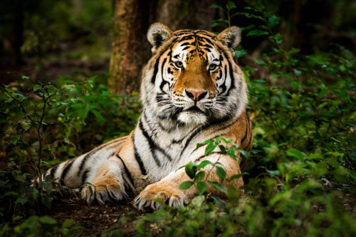 Kalagarh Tiger Reserve